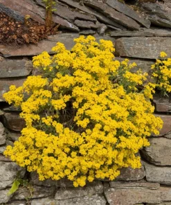 Golden Tuft Alyssum Seeds – Yellow Basket of Gold Flower Seeds – 1000 Seeds - Image 3