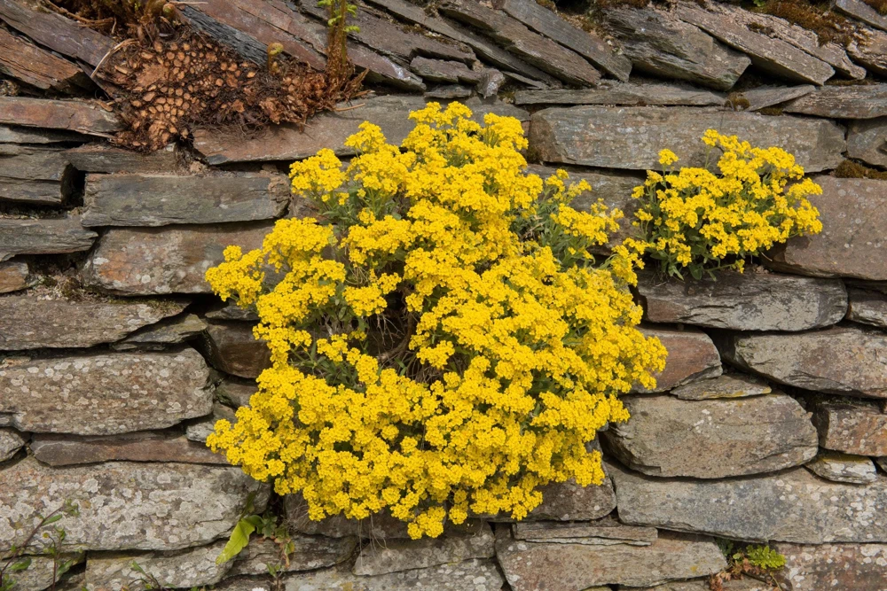 Golden Tuft Alyssum Seeds – Yellow Basket of Gold Flower Seeds – 1000 Seeds - Image 3