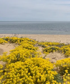 Golden Tuft Alyssum Seeds – Yellow Basket of Gold Flower Seeds – 1000 Seeds - Image 4