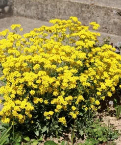 Golden Tuft Alyssum Seeds – Yellow Basket of Gold Flower Seeds – 1000 Seeds - Image 5