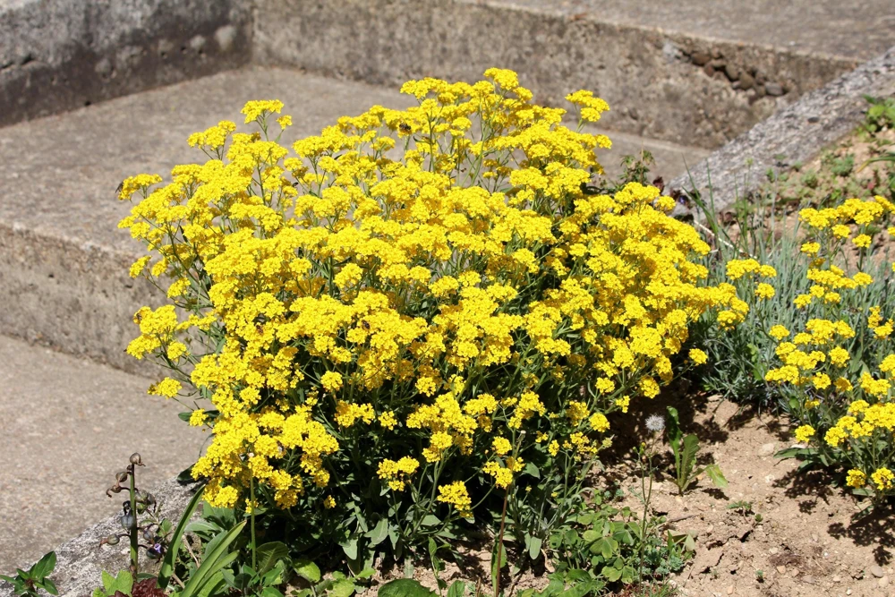 Golden Tuft Alyssum Seeds – Yellow Basket of Gold Flower Seeds – 1000 Seeds - Image 5
