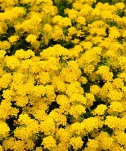 Golden Tuft Alyssum Seeds – Yellow Basket of Gold Flower Seeds – 1000 Seeds - Image 6