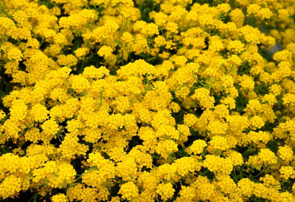 Golden Tuft Alyssum Seeds – Yellow Basket of Gold Flower Seeds – 1000 Seeds - Image 6