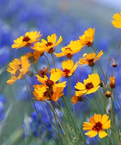 Golden Wave Coreopsis Flower Seeds - 1000 Seeds - Yellow Red Centers - Attracts Pollinators - Image 3