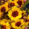 Golden Wave Coreopsis Flower Seeds - 1000 Seeds - Yellow Red Centers - Attracts Pollinators - Image 1