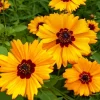 Golden Wave Tickseed Seeds - 200 Coreopsis basalis Wildflower Seeds - Image 1