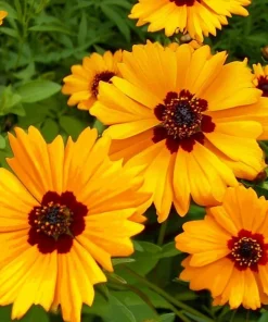 Golden Wave Tickseed Seeds - 200 Coreopsis basalis Wildflower Seeds - Image 1