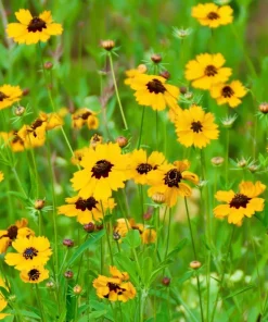Golden Wave Tickseed Seeds - 200 Coreopsis basalis Wildflower Seeds - Image 2