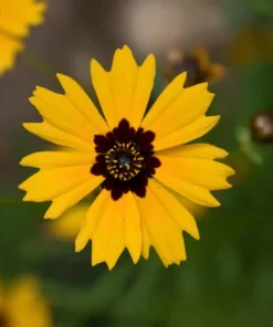 Golden Wave Tickseed Seeds - 200 Coreopsis basalis Wildflower Seeds - Image 3
