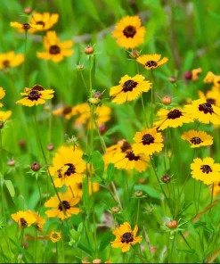 Golden Wave Tickseed Seeds - 200 Coreopsis basalis Wildflower Seeds - Image 4