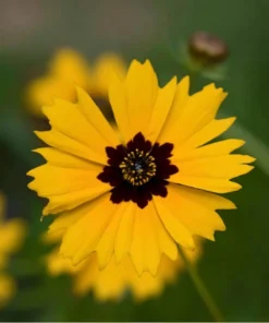 Golden Wave Tickseed Seeds - 200 Coreopsis basalis Wildflower Seeds - Image 5
