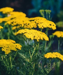Golden Yarrow Seeds – 500 Count – Heirloom Achillea filipendulina for Pollinators – Outdoor - Image 2