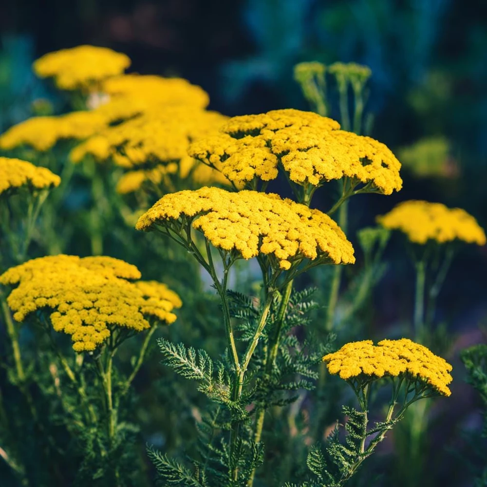 Golden Yarrow Seeds – 500 Count – Heirloom Achillea filipendulina for Pollinators – Outdoor - Image 2