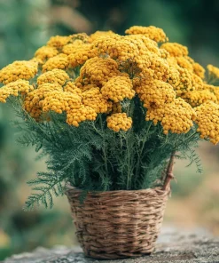 Golden Yarrow Seeds – 500 Count – Heirloom Achillea filipendulina for Pollinators – Outdoor - Image 3
