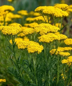 Golden Yarrow Seeds – 500 Count – Heirloom Achillea filipendulina for Pollinators – Outdoor - Image 5
