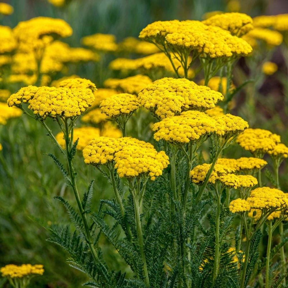 Golden Yarrow Seeds – 500 Count – Heirloom Achillea filipendulina for Pollinators – Outdoor - Image 5
