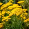 Golden Yarrow Seeds – 500 Count – Heirloom Achillea filipendulina for Pollinators – Outdoor - Image 1