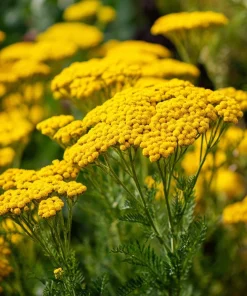 Golden Yarrow Seeds – 500 Count – Heirloom Achillea filipendulina for Pollinators – Outdoor - Image 1