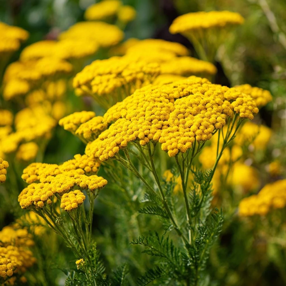Golden Yarrow Seeds – 500 Count – Heirloom Achillea filipendulina for Pollinators – Outdoor - Image 1