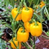 Golden Yellow Bell Pepper Seeds – California Wonder – 100 Seeds – Full Sun - Image 1