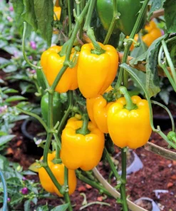 Golden Yellow Bell Pepper Seeds – California Wonder – 100 Seeds – Full Sun - Image 1