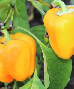 Golden Yellow Bell Pepper Seeds – California Wonder – 100 Seeds – Full Sun - Image 2