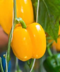 Golden Yellow Bell Pepper Seeds – California Wonder – 100 Seeds – Full Sun - Image 3