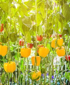 Golden Yellow Bell Pepper Seeds – California Wonder – 100 Seeds – Full Sun - Image 4