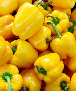 Golden Yellow Bell Pepper Seeds – California Wonder – 100 Seeds – Full Sun - Image 5