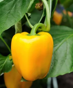 Golden Yellow Bell Pepper Seeds – California Wonder – 100 Seeds – Full Sun - Image 6