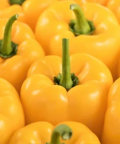 Golden Yellow Bell Pepper Seeds – California Wonder – 100 Seeds – Full Sun - Image 8