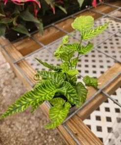 GOLDEN ZEBRA BAMBOO FERN - Image 2