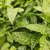 GOLDEN ZEBRA BAMBOO FERN - Image 1