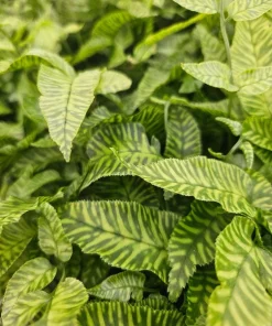 GOLDEN ZEBRA BAMBOO FERN - Image 1