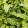 Golden Zebra Bamboo Fern Live Plant - Rare Variegated Indoor Fern - Image 1