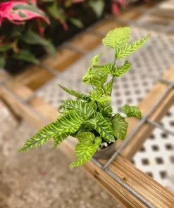 Golden Zebra Bamboo Fern Live Plant - Rare Variegated Indoor Fern - Image 3