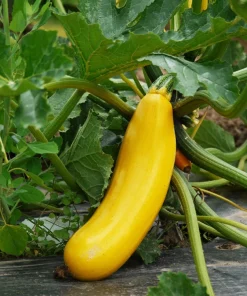 Golden Zucchini Seeds - 50 Heirloom Summer Bush Squash Seeds - Image 2