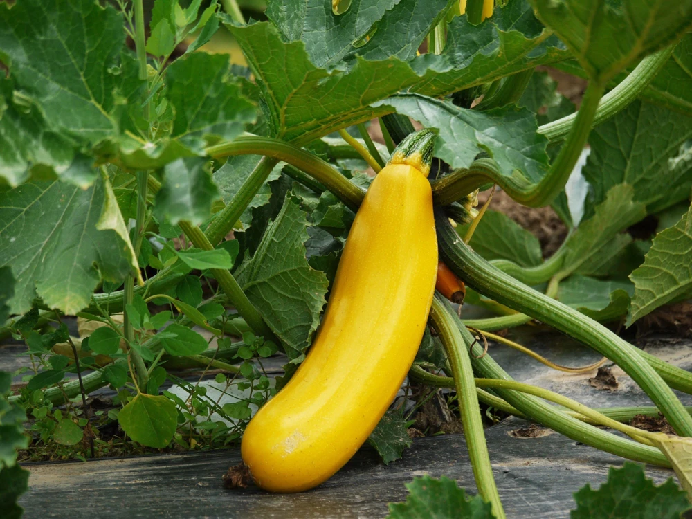 Golden Zucchini Seeds - 50 Heirloom Summer Bush Squash Seeds - Image 2