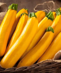 Golden Zucchini Seeds - 50 Heirloom Summer Bush Squash Seeds - Image 3