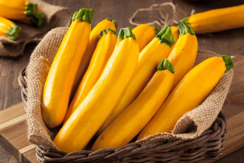 Golden Zucchini Seeds - 50 Heirloom Summer Bush Squash Seeds - Image 3