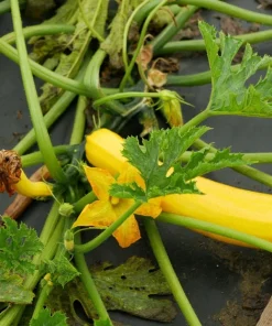 Golden Zucchini Seeds - 50 Heirloom Summer Bush Squash Seeds - Image 5