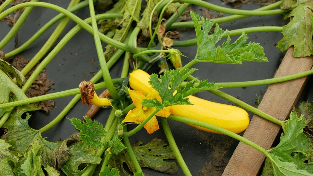 Golden Zucchini Seeds - 50 Heirloom Summer Bush Squash Seeds - Image 5