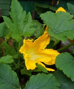 Golden Zucchini Seeds - 50 Heirloom Summer Bush Squash Seeds - Image 6