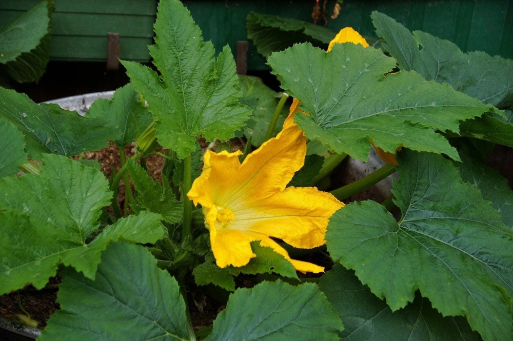 Golden Zucchini Seeds - 50 Heirloom Summer Bush Squash Seeds - Image 6
