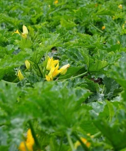 Golden Zucchini Seeds - 50 Heirloom Summer Bush Squash Seeds - Image 7