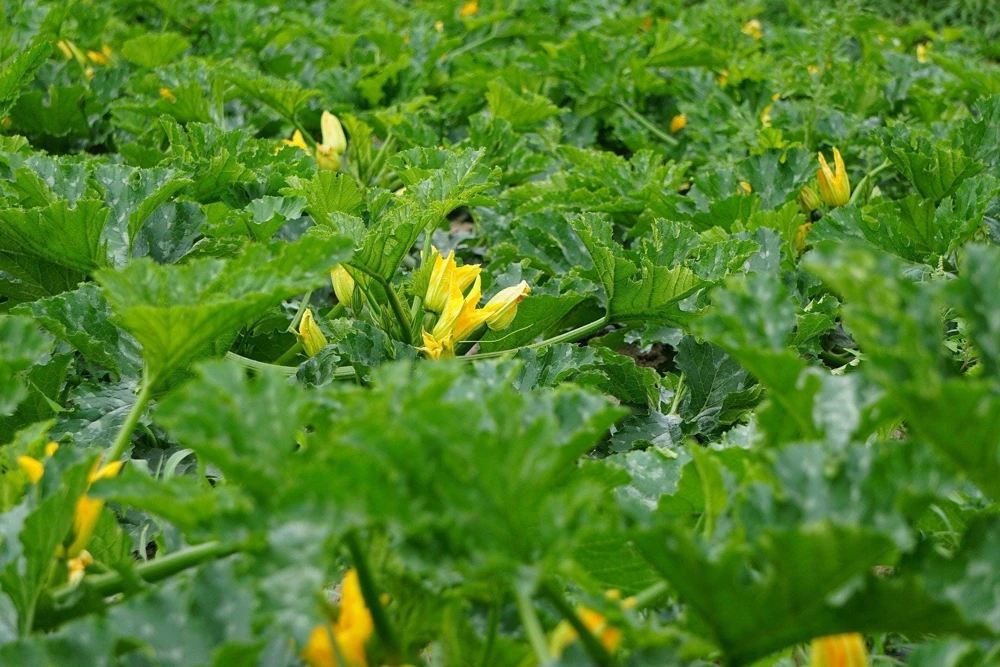 Golden Zucchini Seeds - 50 Heirloom Summer Bush Squash Seeds - Image 7