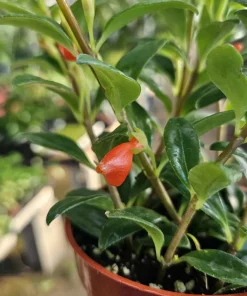 Goldfish Plant Nematanthus Hybrid Live Plant – 2in or 4in Pot – Indoor Houseplant - Image 2