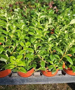 Goldfish Plant Nematanthus Hybrid Live Plant – 2in or 4in Pot – Indoor Houseplant - Image 3