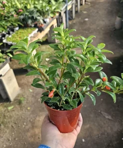 Goldfish Plant Nematanthus Hybrid Live Plant – 2in or 4in Pot – Indoor Houseplant - Image 4