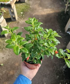 Goldfish Plant Nematanthus Hybrid Live Plant – 2in or 4in Pot – Indoor Houseplant - Image 5